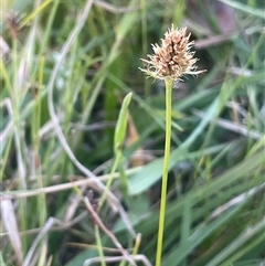 Luzula ovata at Yass River, NSW - 26 Oct 2024