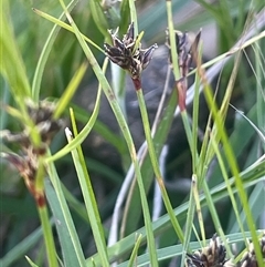 Schoenus apogon (Common Bog Sedge) at Yass River, NSW - 26 Oct 2024 by JaneR