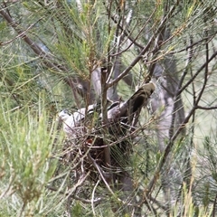 Ocyphaps lophotes (Crested Pigeon) at Amaroo, ACT - 25 Oct 2024 by Chimemera