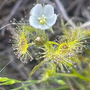 Drosera gunniana at Yass River, NSW - 26 Oct 2024