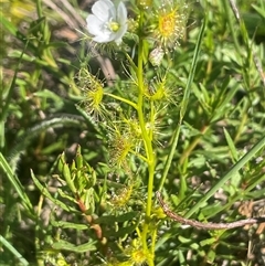 Drosera gunniana at Yass River, NSW - 26 Oct 2024