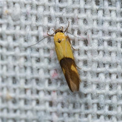 Stathmopoda crocophanes (Yellow Stathmopoda Moth) at Harrison, ACT - 22 Oct 2024 by DPRees125