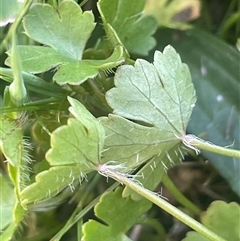 Hydrocotyle sibthorpioides (A Pennywort) at Yass River, NSW - 26 Oct 2024 by JaneR