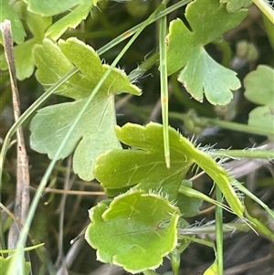 Hydrocotyle sibthorpioides at Yass River, NSW - 26 Oct 2024 03:25 PM