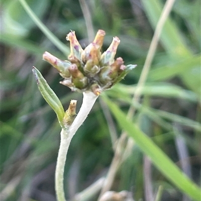 Euchiton japonicus (Creeping Cudweed) at Yass River, NSW - 26 Oct 2024 by JaneR