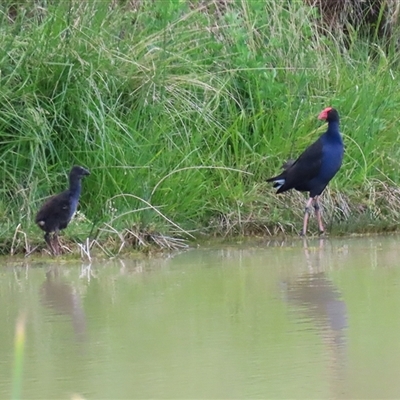 Porphyrio melanotus (Australasian Swamphen) at Hume, ACT - 27 Oct 2024 by RodDeb