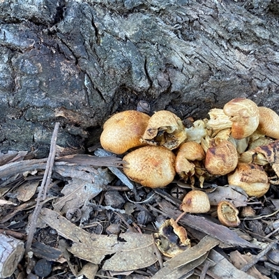 Gymnopilus junonius (Spectacular Rustgill) at Dickson, ACT - 27 Oct 2024 by JTran