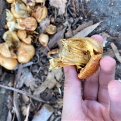 Gymnopilus junonius at Dickson, ACT - 27 Oct 2024