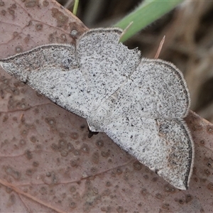 Taxeotis intermixtaria at Hall, ACT - 27 Oct 2024 02:37 PM