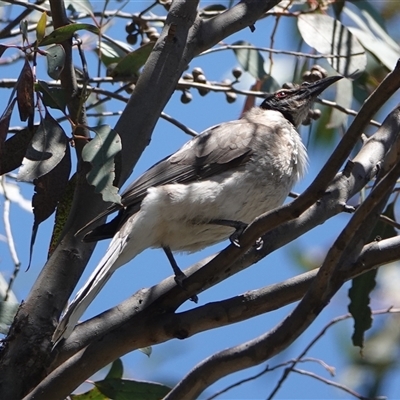 Philemon corniculatus (Noisy Friarbird) at Hall, ACT - 26 Oct 2024 by Anna123