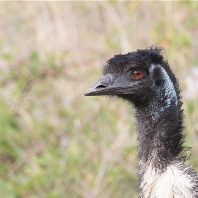 Dromaius novaehollandiae (Emu) at Uriarra Village, ACT - 26 Oct 2024 by rawshorty