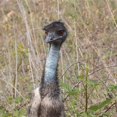 Dromaius novaehollandiae at Uriarra Village, ACT - 27 Oct 2024