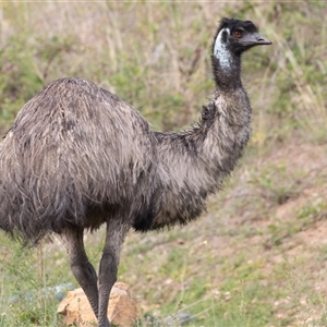 Dromaius novaehollandiae at Uriarra Village, ACT - 27 Oct 2024