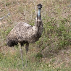 Dromaius novaehollandiae at Uriarra Village, ACT - 27 Oct 2024