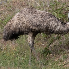 Dromaius novaehollandiae at Uriarra Village, ACT - 27 Oct 2024