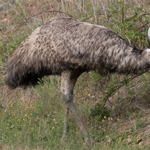 Dromaius novaehollandiae at Uriarra Village, ACT - 27 Oct 2024