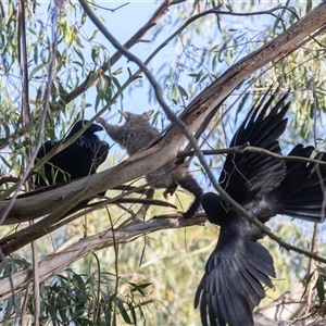 Corvus coronoides at Fyshwick, ACT - 25 Oct 2024