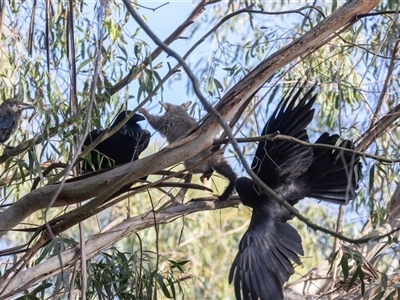 Corvus coronoides (Australian Raven) at Fyshwick, ACT - 24 Oct 2024 by rawshorty