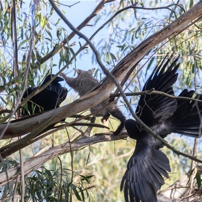 Corvus coronoides (Australian Raven) at Fyshwick, ACT - 24 Oct 2024 by rawshorty