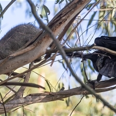 Corvus coronoides at Fyshwick, ACT - 25 Oct 2024