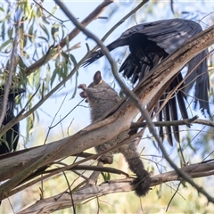 Corvus coronoides at Fyshwick, ACT - 25 Oct 2024 06:21 AM