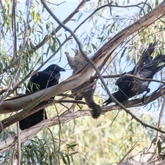 Corvus coronoides at Fyshwick, ACT - 25 Oct 2024