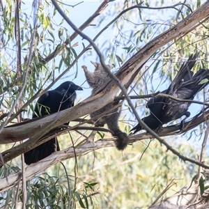 Corvus coronoides at Fyshwick, ACT - 25 Oct 2024 06:21 AM