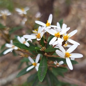 Olearia erubescens at Captains Flat, NSW - 27 Oct 2024