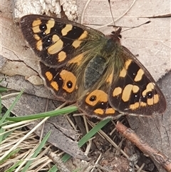 Argynnina cyrila (Forest Brown, Cyril's Brown) at Tennent, ACT - 27 Oct 2024 by Kelly123456