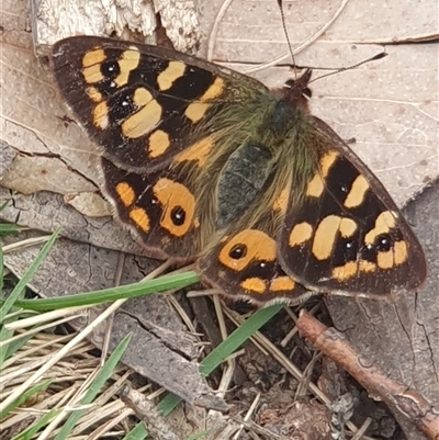 Argynnina cyrila (Forest Brown, Cyril's Brown) at Tennent, ACT - 27 Oct 2024 by Kelly123456