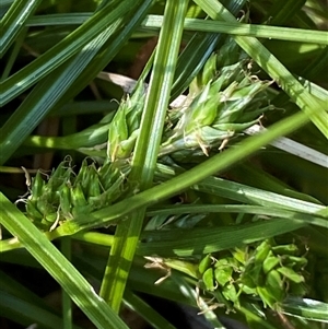 Carex inversa at Jerrabomberra, NSW - suppressed