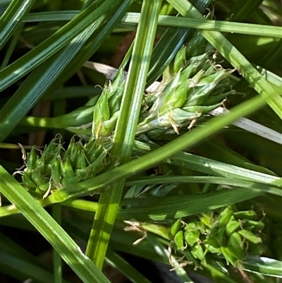 Carex inversa (Knob Sedge) at Jerrabomberra, NSW - 27 Oct 2024 by SteveBorkowskis