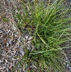 Carex inversa at Jerrabomberra, NSW - suppressed