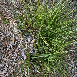 Carex inversa at Jerrabomberra, NSW - suppressed