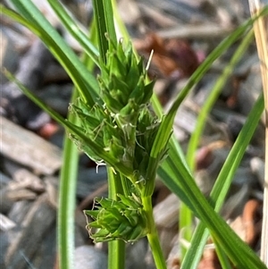 Carex inversa at Jerrabomberra, NSW - suppressed