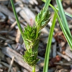 Carex inversa at Jerrabomberra, NSW - suppressed