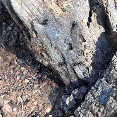 Papyrius sp. (genus) (A Coconut Ant) at Pialligo, ACT - 26 Oct 2024 by Untidy