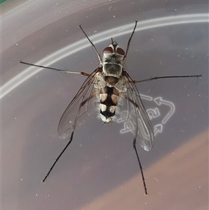 Senostoma sp. (genus) at Yass River, NSW - 27 Oct 2024