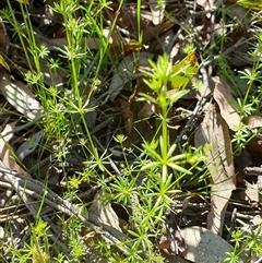 Galium divaricatum (Slender Bedstraw) at Yass River, NSW - 25 Oct 2024 by SenexRugosus