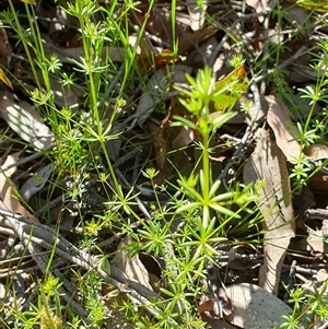 Galium divaricatum at Yass River, NSW - 25 Oct 2024 09:15 AM