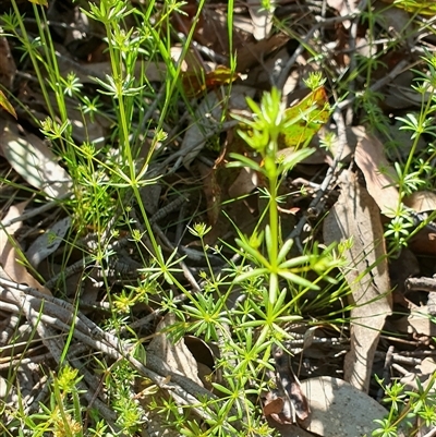 Galium divaricatum (Slender Bedstraw) at Yass River, NSW - 25 Oct 2024 by SenexRugosus