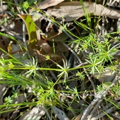 Galium divaricatum at Yass River, NSW - 25 Oct 2024