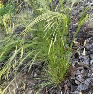 Lachnagrostis filiformis at Jerrabomberra, NSW - 27 Oct 2024