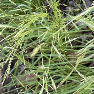 Lachnagrostis filiformis at Jerrabomberra, NSW - 27 Oct 2024