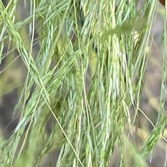 Lachnagrostis filiformis at Jerrabomberra, NSW - 27 Oct 2024