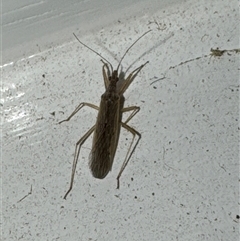 Unverified Insect at Aranda, ACT - 23 Oct 2024 by Jubeyjubes