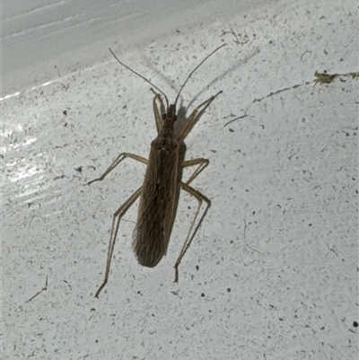 Unverified Insect at Aranda, ACT - 23 Oct 2024 by Jubeyjubes