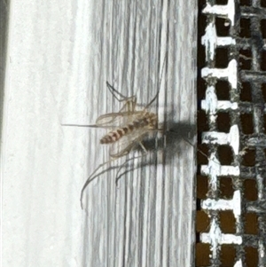 Chironomidae (family) at Aranda, ACT - 23 Oct 2024 08:05 PM