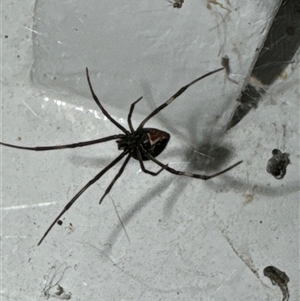 Latrodectus hasselti at Aranda, ACT - 23 Oct 2024