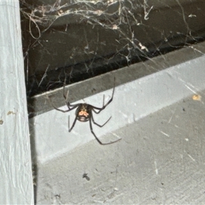 Latrodectus hasselti at Aranda, ACT - 23 Oct 2024 08:15 PM